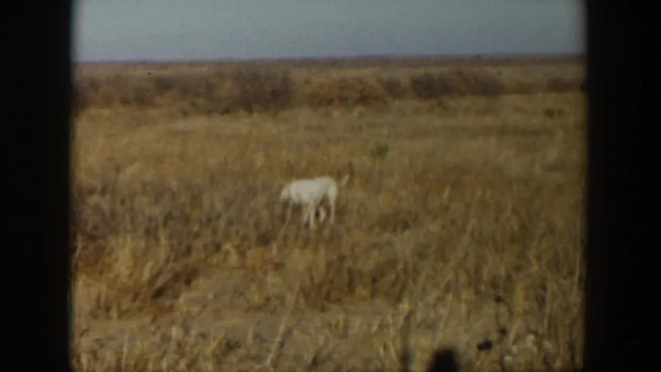 A cream-colored dog stands quietly in a dry Lubbock, Texas field, with visible 8mm frame borders.