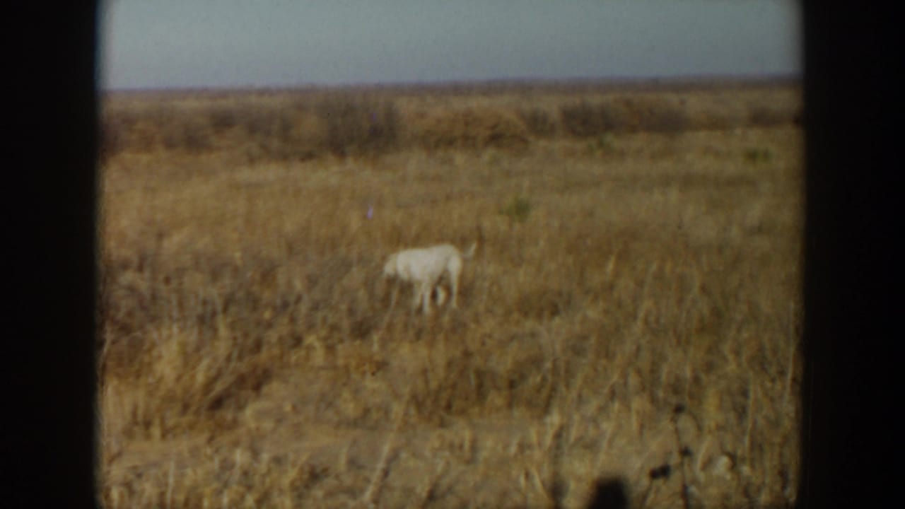 White dog moves through a dry grassy field in 1957 Lubbock, Texas home-movie footage.
