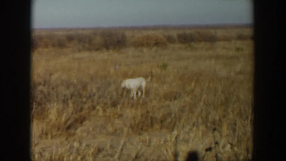 White dog moves through a dry grassy field in 1957 Lubbock, Texas home-movie footage.