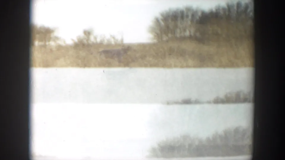 Overexposed 8mm frame of the grassy Texas field with distant brush and the dog barely visible or absent.