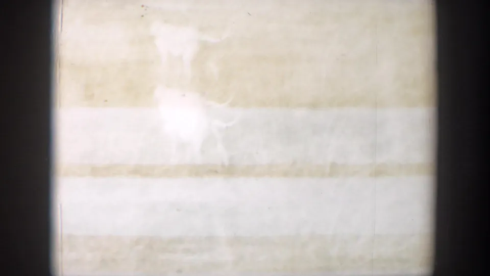 The white dog appears faintly in an overexposed 1957 Lubbock field shot on 8mm film.