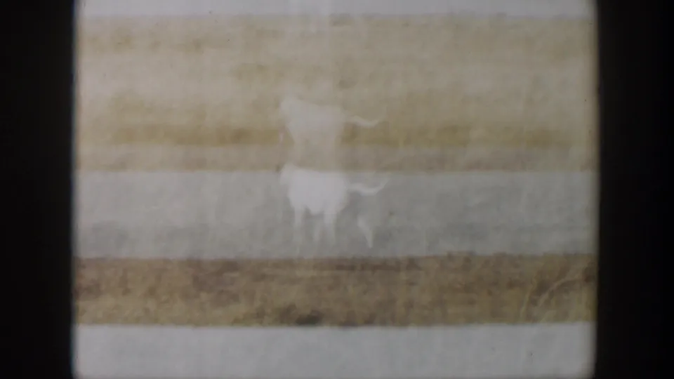 White dog is partially visible in a dry Lubbock field, framed by 8mm gate edges and exposure bands.