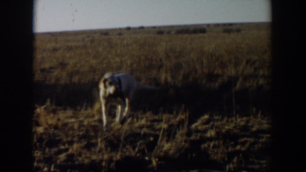 Light-colored dog standing in a dry field under open sky.