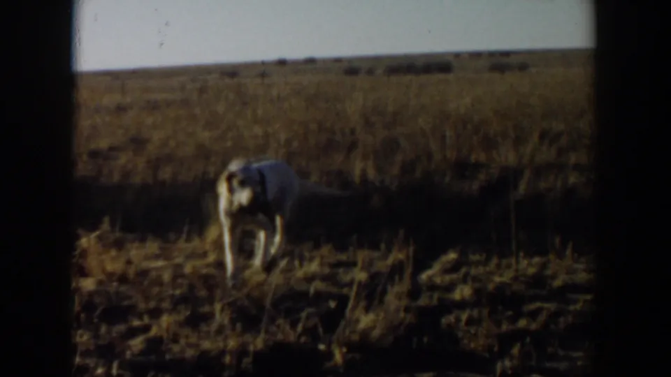 A light-colored hunting dog stands in a dry field in footage identified as 1957 Lubbock, Texas.