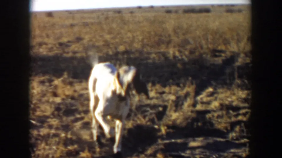 The dog moves toward the camera through a dry rural field in the 1957 Lubbock home-movie footage.