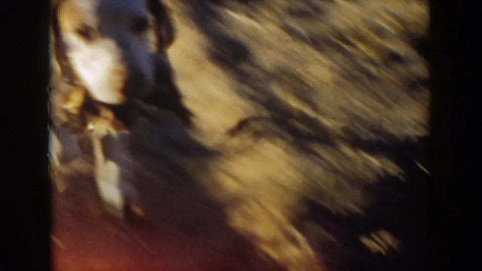 A motion-blurred close pass of the light-colored dog shows the handheld 8mm camera reacting to its movement.