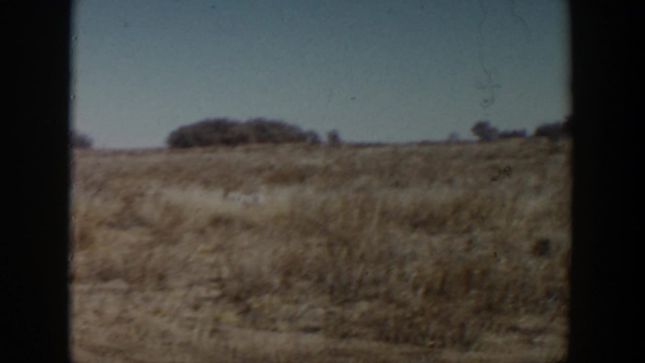 Open dry grassland with scattered shrubs and a clear sky, seen through 8mm film borders.
