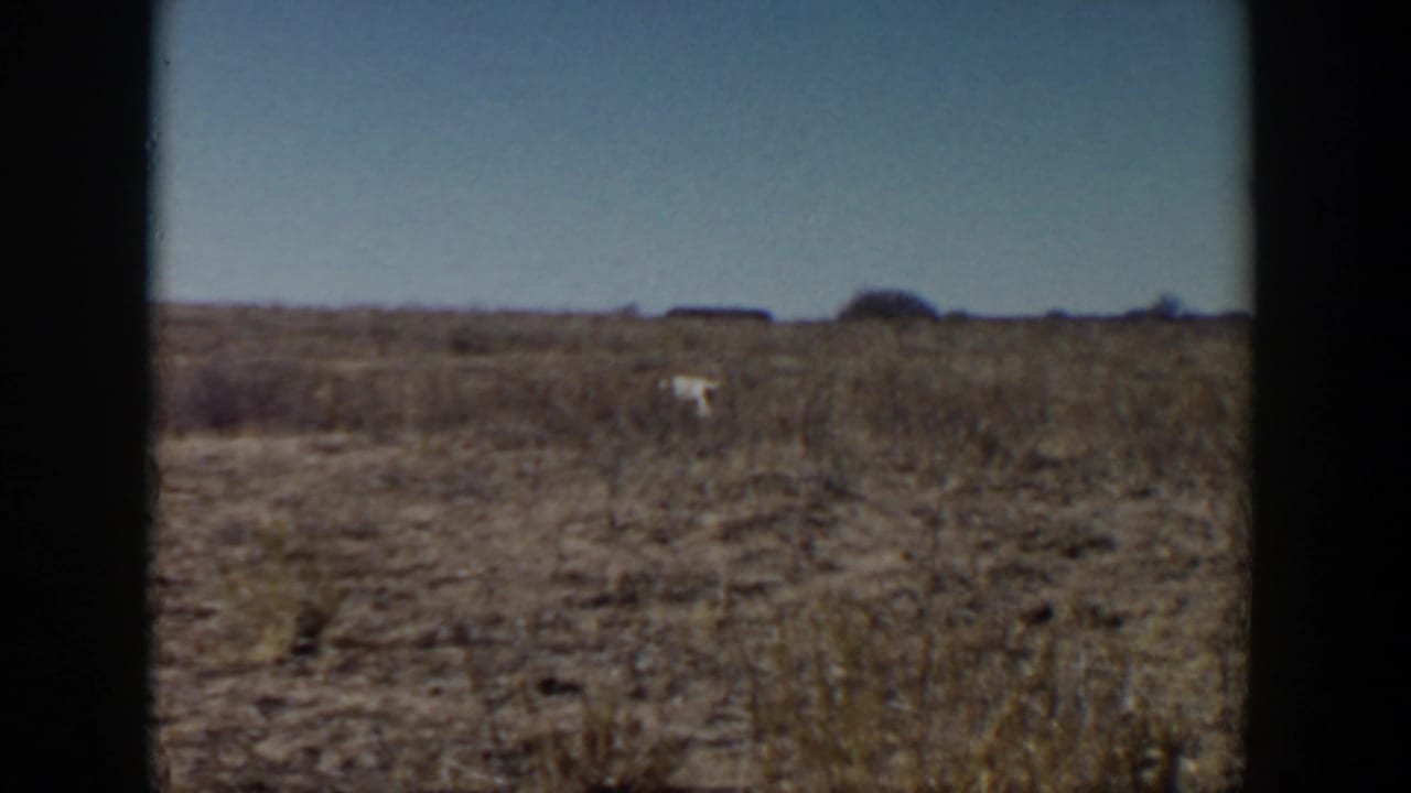 A light-colored dog appears small in dry prairie brush near Lubbock, Texas, in supplied 1957 home-movie footage.