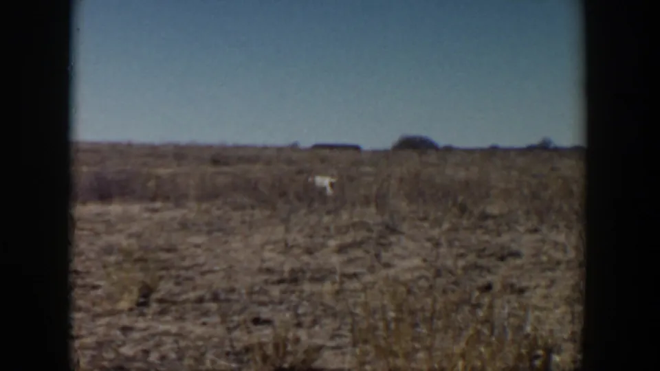 A light-colored dog appears small in dry prairie brush near Lubbock, Texas, in supplied 1957 home-movie footage.