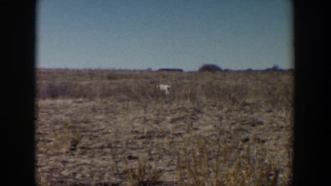 Small light-colored dog crossing open dry brushland below a clear sky.