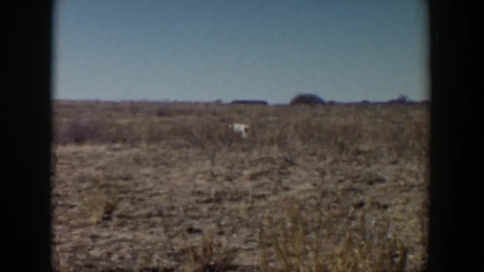 The dog remains distant as it crosses open brushland in this 1957 Lubbock, Texas 8mm frame.