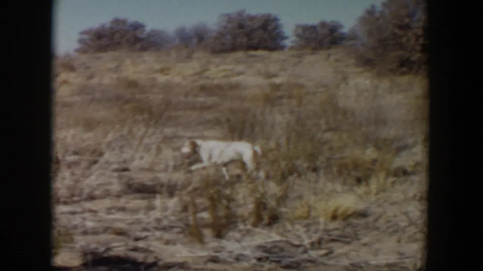A light-colored dog walks across dry shrubs and bare ground in the supplied 1957 Lubbock home-movie scene.
