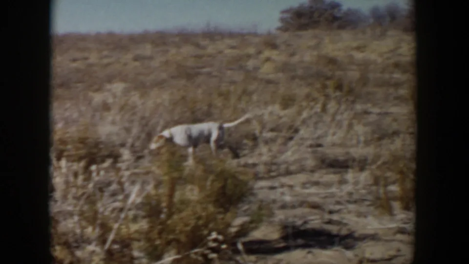 The dog continues through scrubby dry prairie in the Lubbock, Texas footage, with faded 8mm color and dark borders.