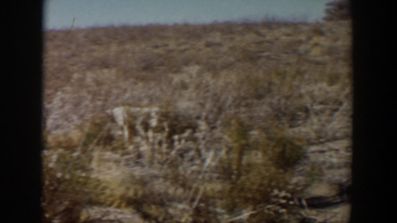 White dog crosses a dry grassy field in 1957 Lubbock, Texas, with sparse brush, bare soil, and 8mm film borders visible.