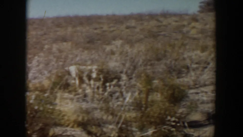 White dog crosses a dry grassy field in 1957 Lubbock, Texas, with sparse brush, bare soil, and 8mm film borders visible.