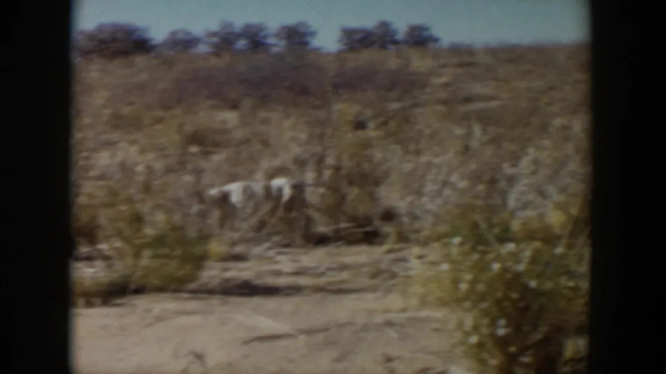 White dog runs across a sparse dry field in Lubbock, Texas, with low vegetation, open ground, and soft 8mm color.