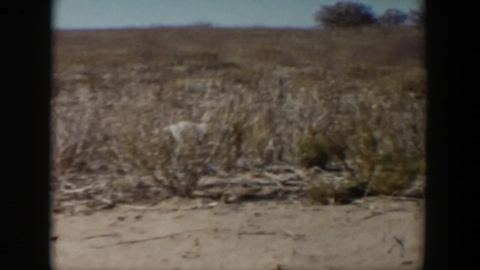 White dog moves through tall dry grass near sandy soil in the 1957 Lubbock home-movie footage.