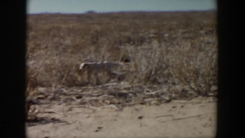 White dog runs through dry brush and grass in Lubbock, Texas, with open land and 8mm frame borders around the view.