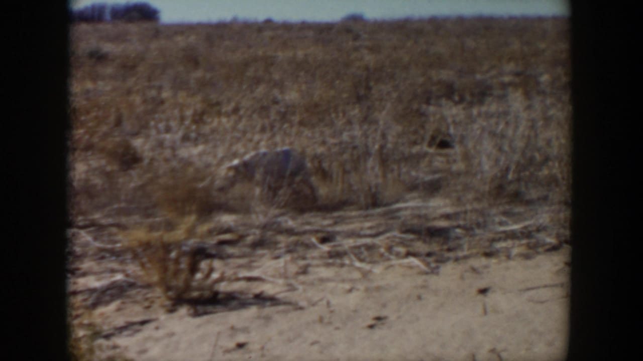 A white dog moves through dry scrubland in 1957 Lubbock, Texas footage, with sandy ground and dark 8mm frame borders visible.