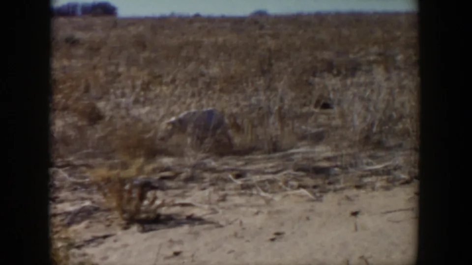A white dog moves through dry scrubland in 1957 Lubbock, Texas footage, with sandy ground and dark 8mm frame borders visible.