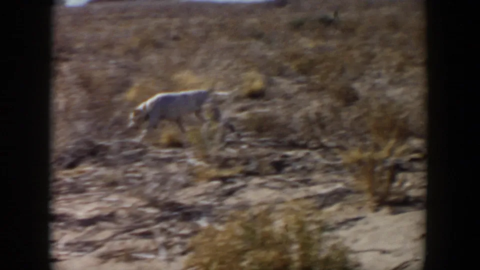 The dog walks through sparse brown vegetation in the Lubbock, Texas home-movie frame, softened by grain and motion blur.