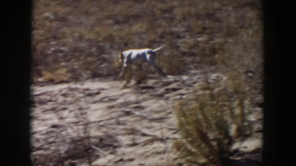 A white dog is seen in profile walking across sandy West Texas terrain, with dry shrubs and visible 8mm film grain.