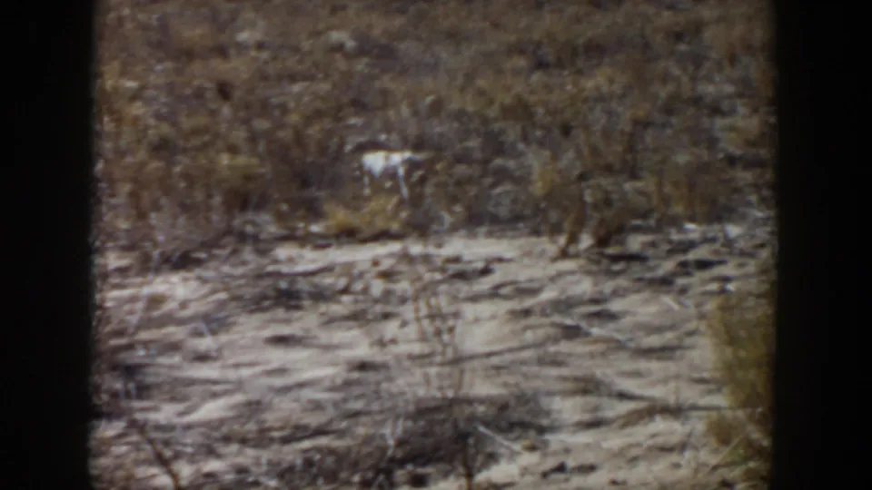 The dog appears farther from camera among dry scrub in the 1957 Lubbock footage, with grain and soft exposure visible.