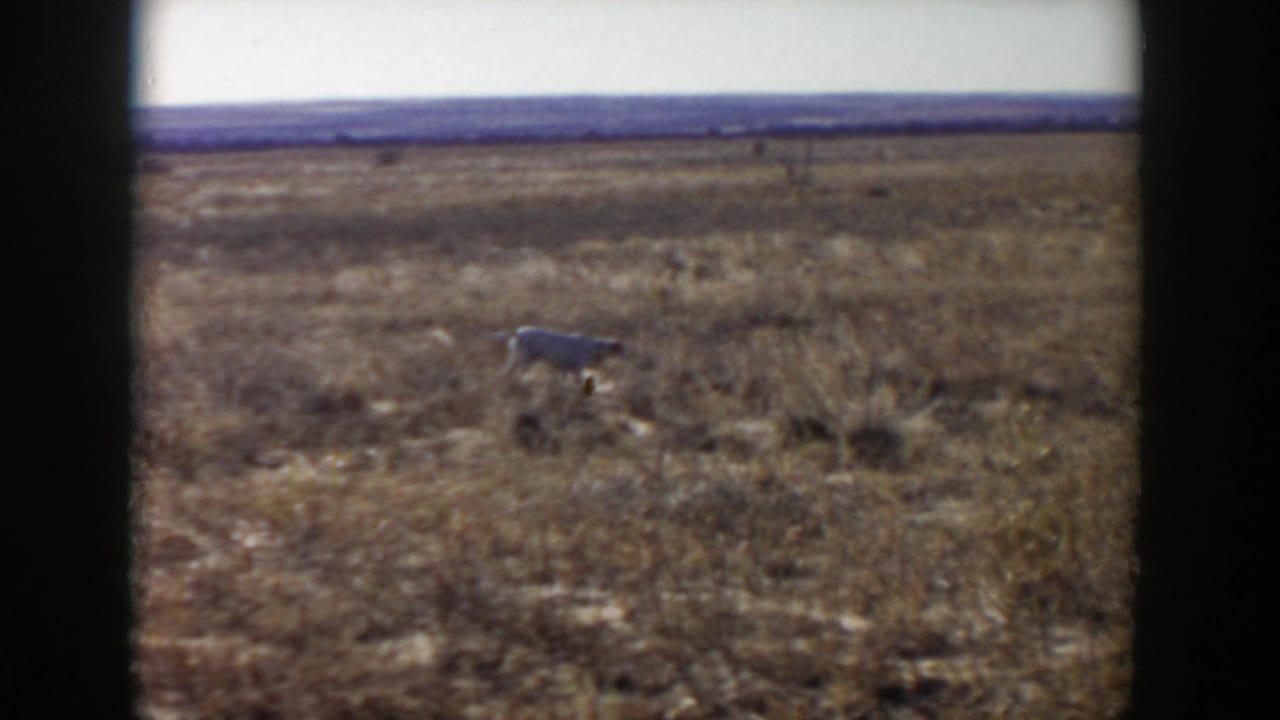 Dog running across a dry grassy plain with a distant horizon.