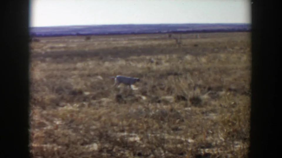 The dog continues across arid grassland in a wide 8mm home-movie view from Lubbock, Texas.