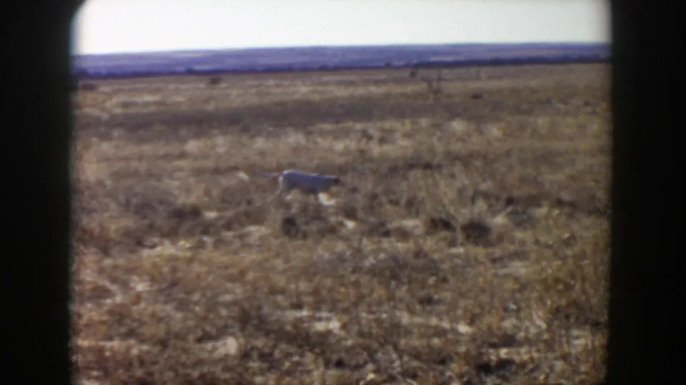 A dog runs through the dry Lubbock-area field, framed by dark 8mm film edges and faded color.