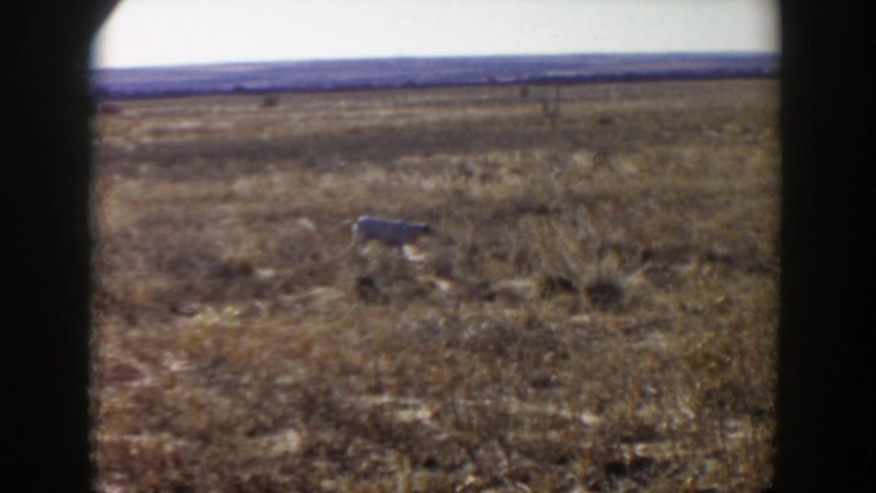 A small white-and-black dog crosses dry grassland in supported 1957 Lubbock, Texas home-movie footage, framed by dark 8mm gate edges.