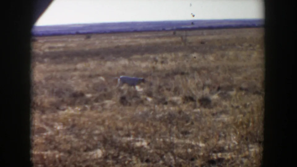 The dog continues across the dry field in Lubbock, Texas, with soft focus, pale sky, and visible 8mm frame borders.