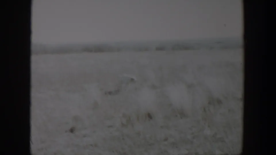 Soft 8mm frame from Lubbock, Texas, showing a flat rural field, pale sky, and dark framing with no identifiable people or structures.