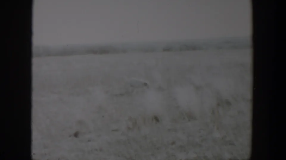 Late-1950s Lubbock home-movie frame showing a blurred field with scrub grass and faint ground-level forms under a pale sky.