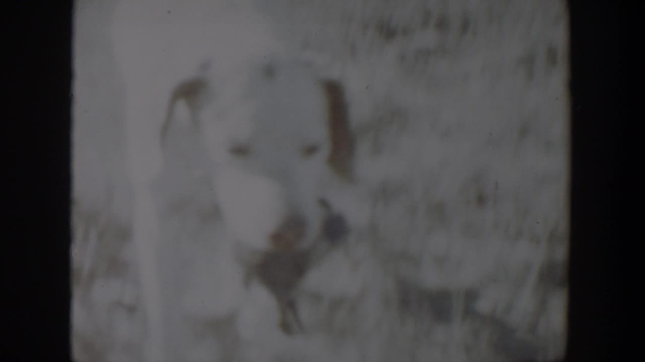 Soft 8mm frame from 1957 Lubbock showing a pale dog moving across sandy outdoor ground.