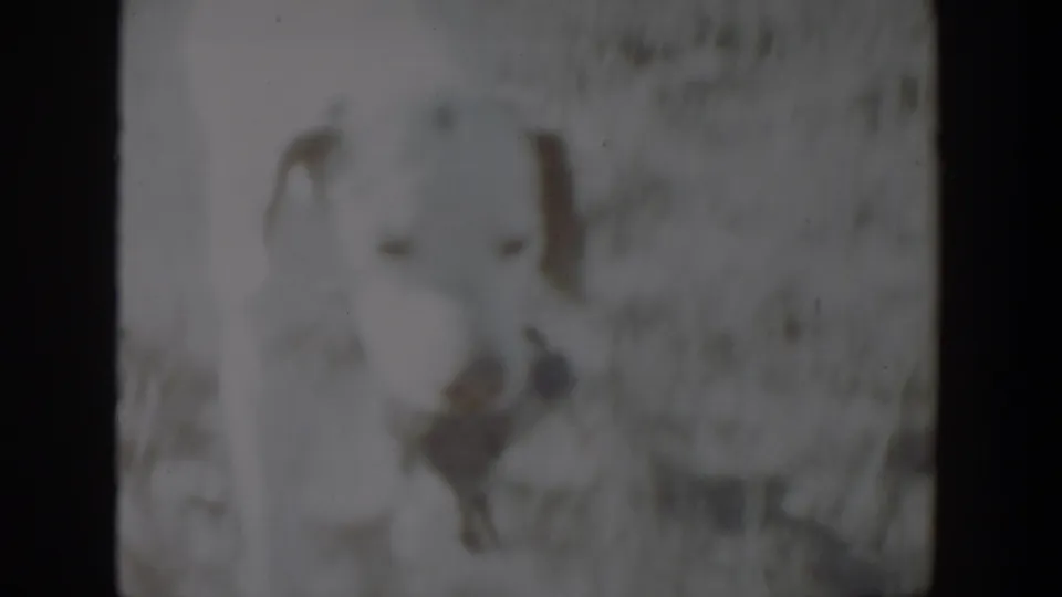 Soft 8mm frame from 1957 Lubbock showing a pale dog moving across sandy outdoor ground.