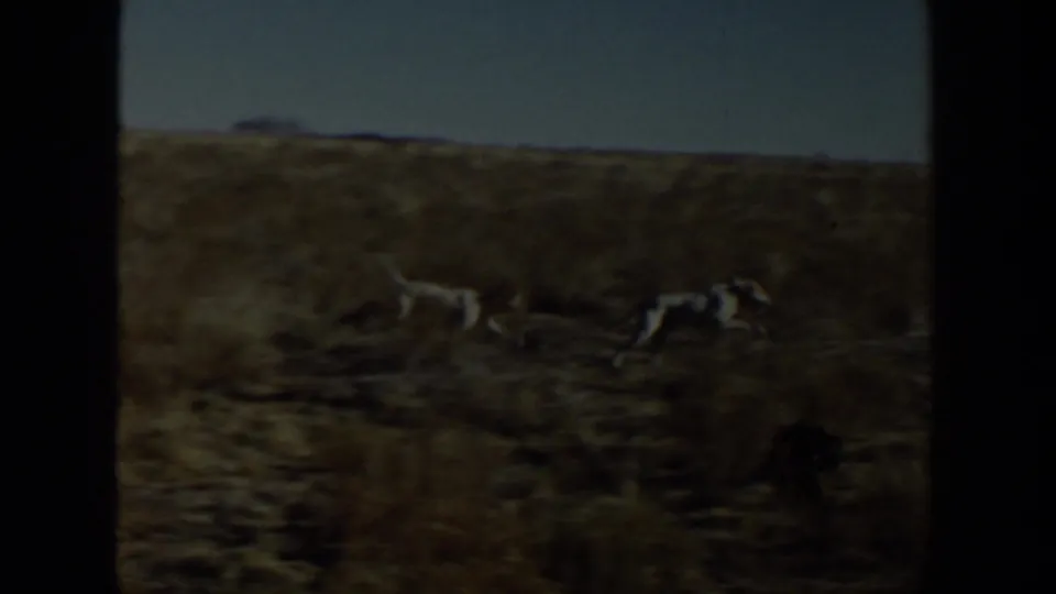 Two white dogs appear to run across dry grassland in the 1957 Lubbock, Texas home-movie footage, framed with soft focus and visible film edges.