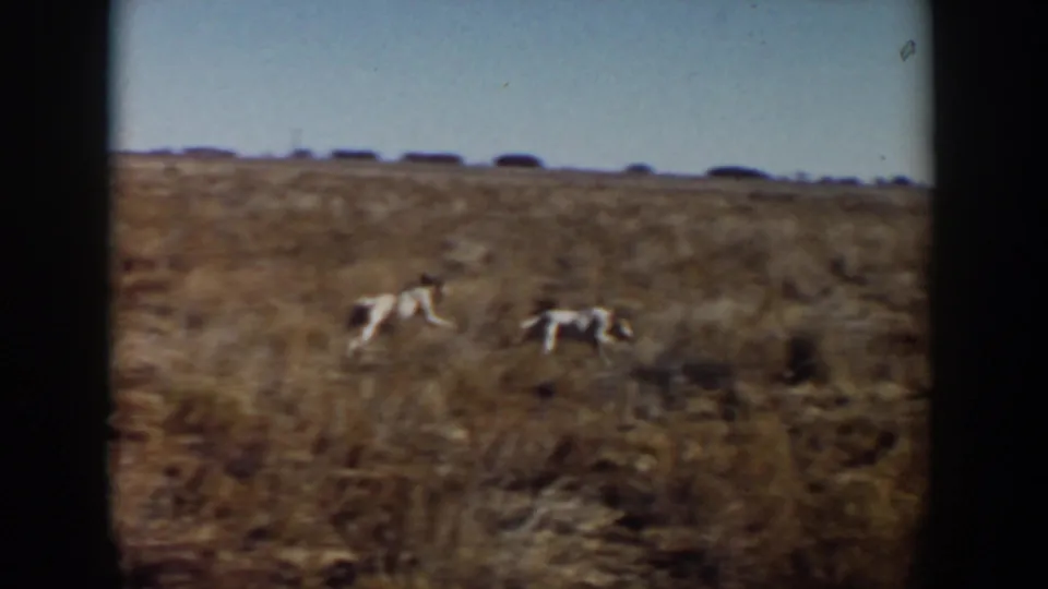 Two white dogs cross a dry open field near Lubbock, Texas, with a low horizon, distant dark shapes, and the soft color of 1950s 8mm film.