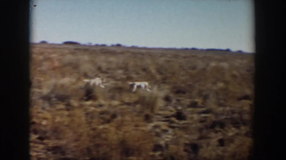 Two white dogs move across a dry field near Lubbock, Texas, in 1957 home-movie footage with dark film edges visible.