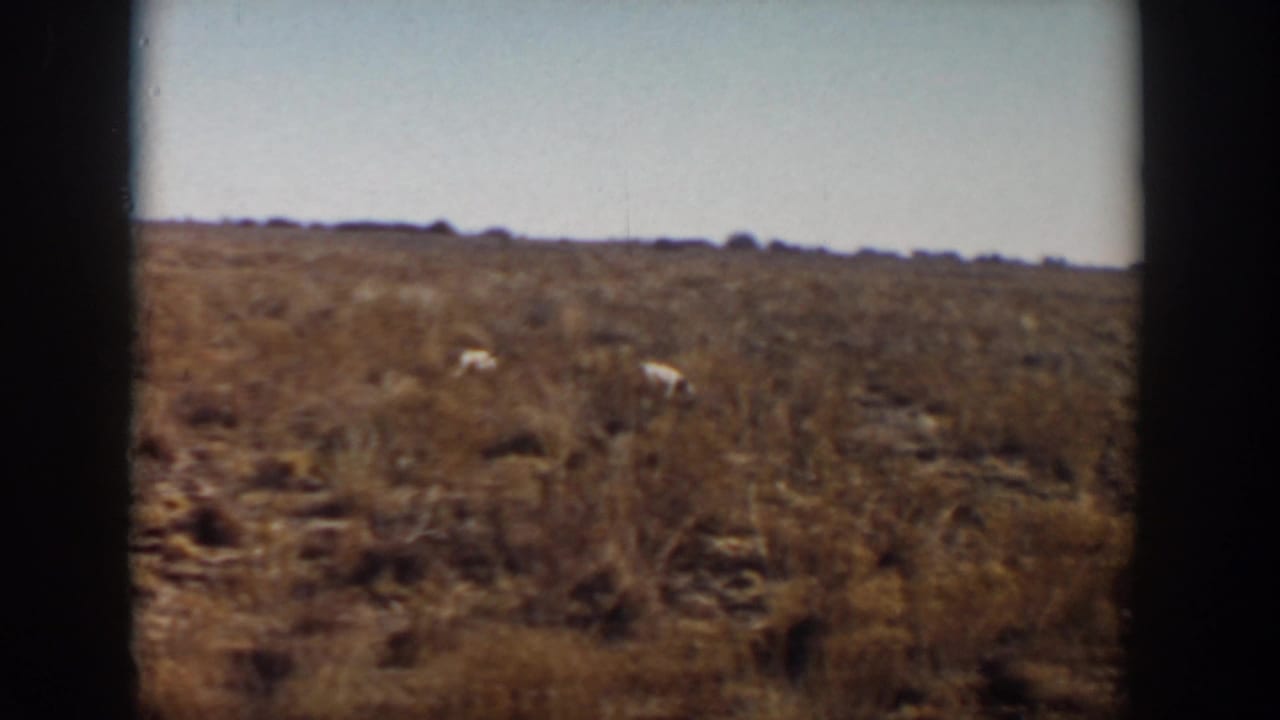 White dogs are spaced apart in dry brush with an open horizon behind them.