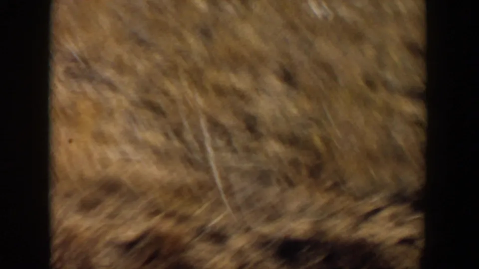 Motion-softened dry grass dominates this 1957 Lubbock home-movie frame, with no dogs clearly visible.