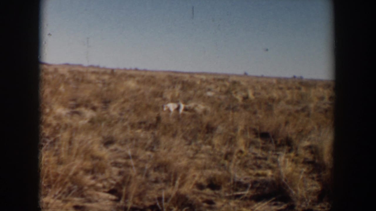 1957 Lubbock 8mm frame showing a distant white animal moving through dry grassland with a flat horizon.