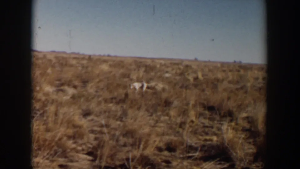 1957 Lubbock 8mm frame showing a distant white animal moving through dry grassland with a flat horizon.