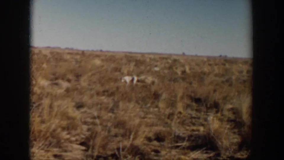A white animal remains distant in the dry Lubbock grassland, framed by 8mm film edges and pale sky.