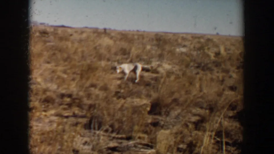 The 1957 home-movie frame shows the white animal closer among dry grasses, brush, and patches of bare ground.