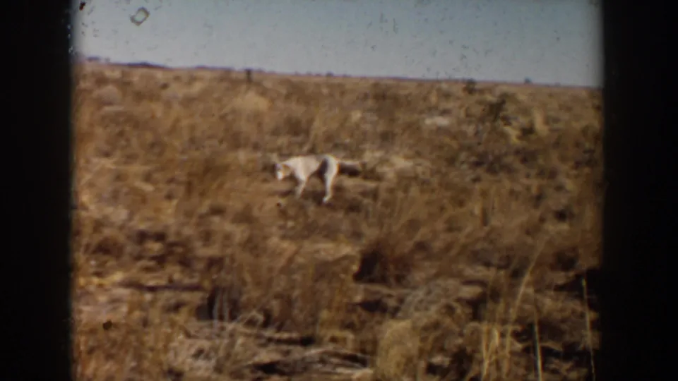 Near the end of the clip, the white animal moves through Lubbock dry grassland with a flat horizon in the background.