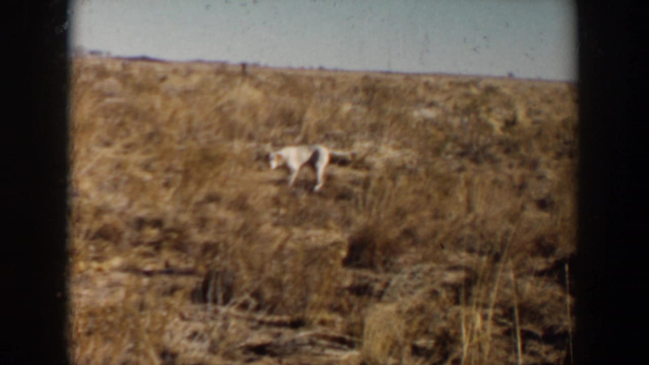 A white dog moves across a dry grassy field in 1957 8mm home-movie footage from Lubbock, Texas.