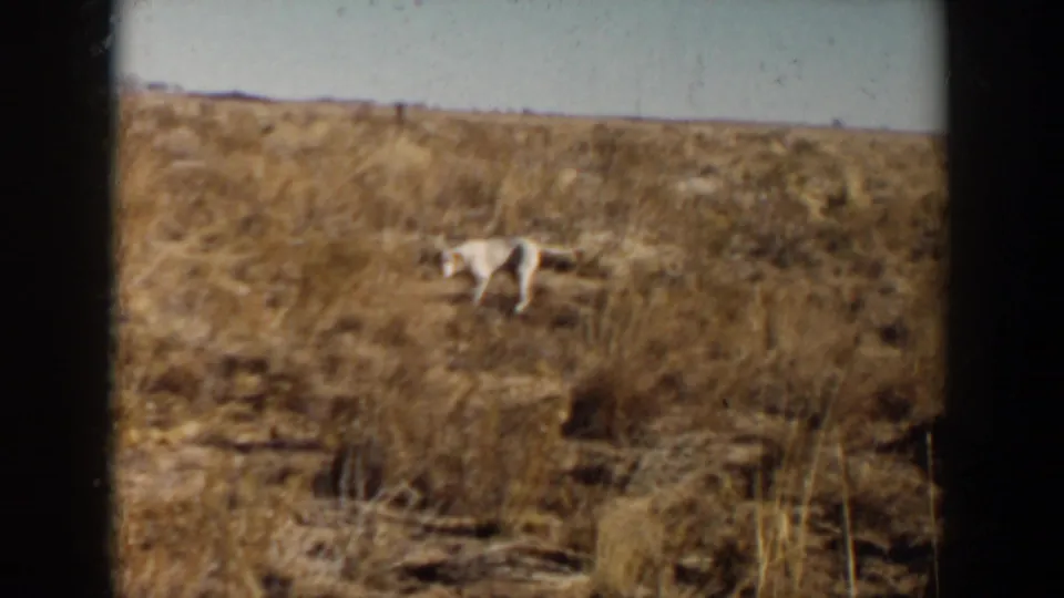 A white dog moves across a dry grassy field in 1957 8mm home-movie footage from Lubbock, Texas.