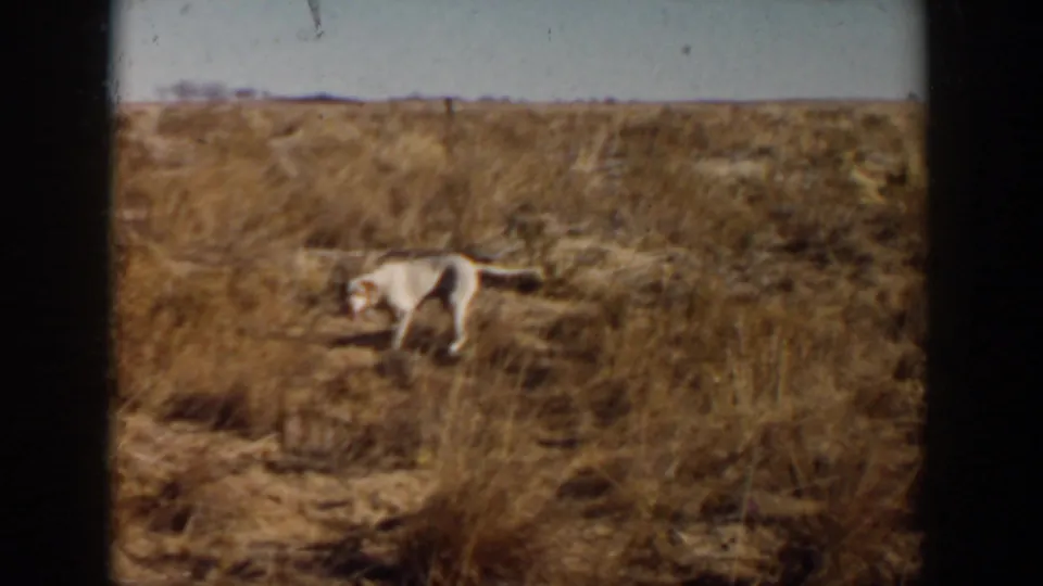 The white dog stands or walks through taller dry grass in the Lubbock field, framed by soft 8mm borders.
