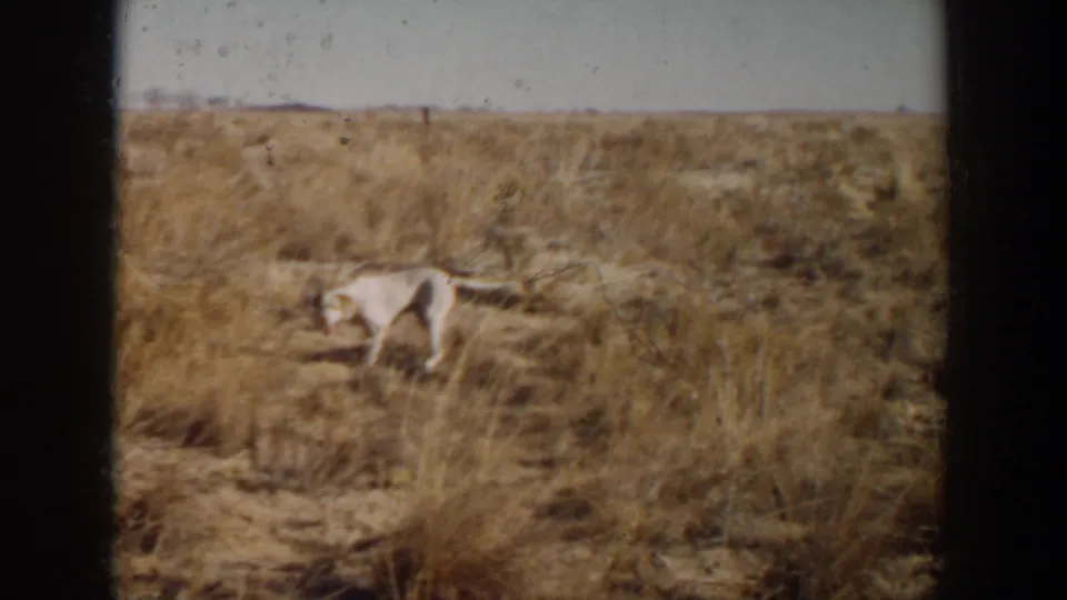 A white dog continues through dry grass and scrubby ground in the 1957 Lubbock, Texas home-movie scene.